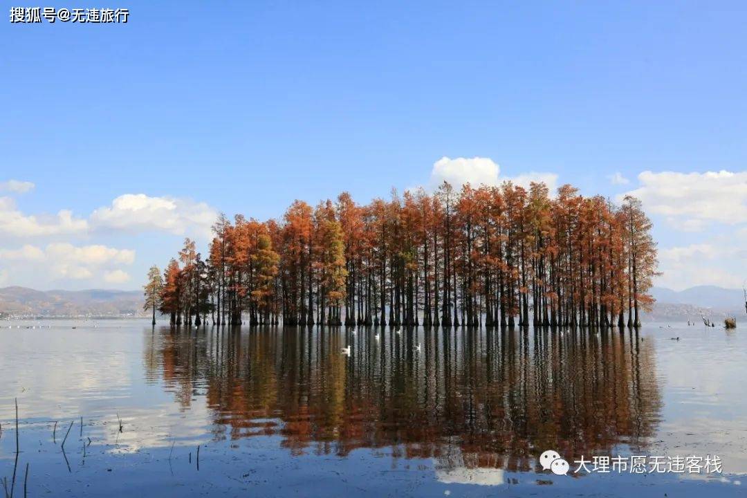 洱海边上的那一抹红水杉，惊艳到你了吗？