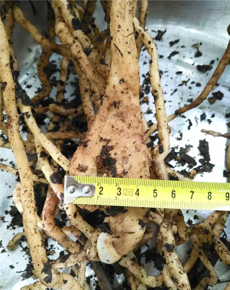 原创兰花根部出现畸形,兰友一句话,引出我对线虫的各种问题