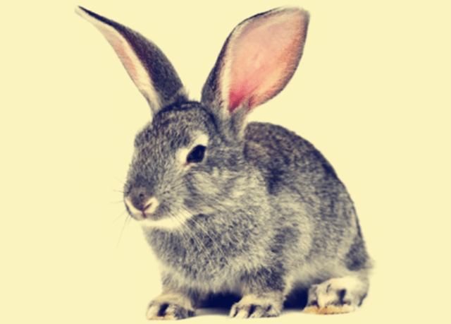 1ef9afeb3a8b47e6a73ab761be69df90.png