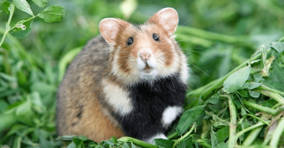 鼠是哪个神仙的宠物 3555ce58340942e6aeb8be79704d625e.png