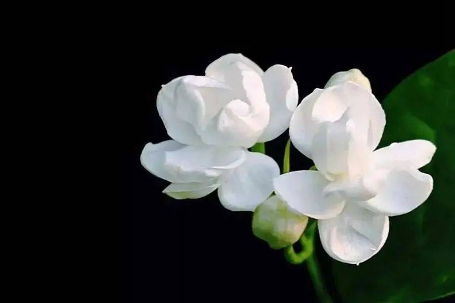 茉莉花茶属于什么茶胚 5f7a572fe9624ab28a94d8959f2426ad.jpeg