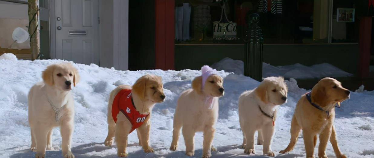 猫咪|不虐待动物就拍不好影视剧了吗？这5部戏的做法，一个比一个残忍