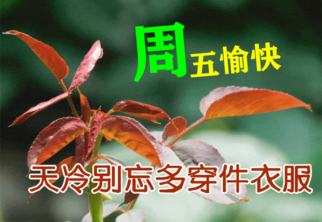 2021年12月3日星期五清晨早上好问候祝福图片 周五最新早安问候祝福