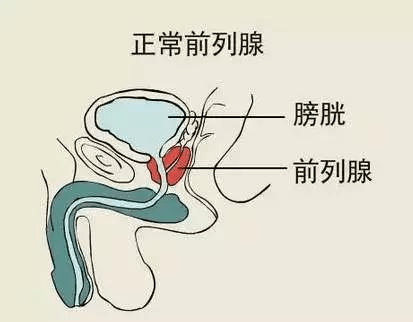 女性前列腺分泌图片