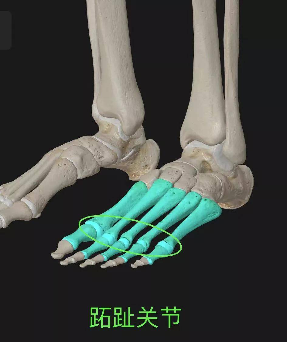 足跖部是脚的哪个位置图片