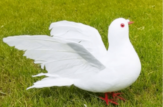 鸽子为什么代表和平