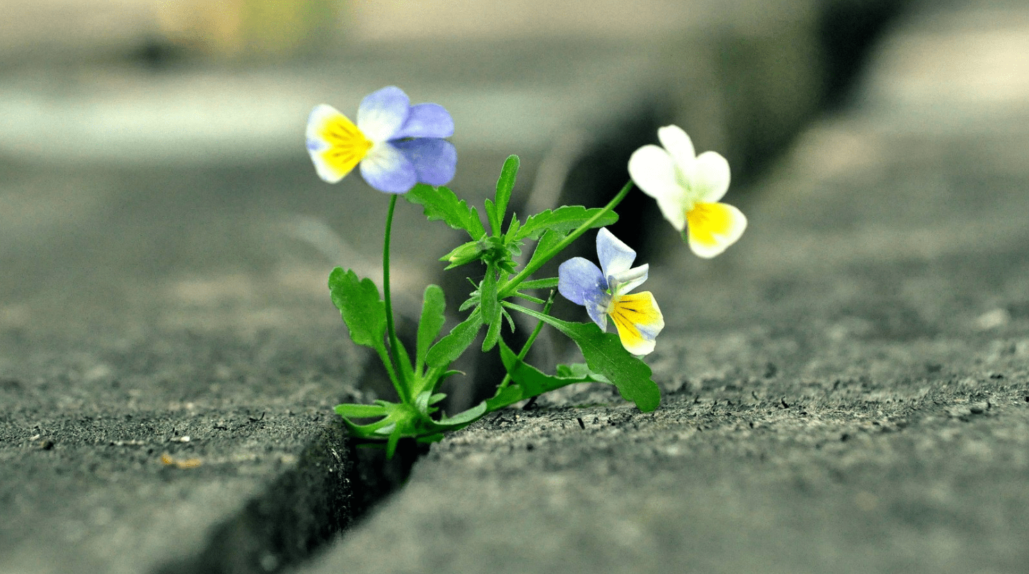 12月,囍事成双,事业得意的3生肖,爱情甜蜜,成家立