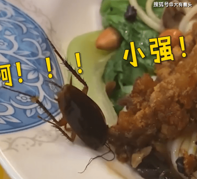 广西男子吃面,老板"加餐送小强",动筷子后懵了:换一碗还收钱_蟑螂