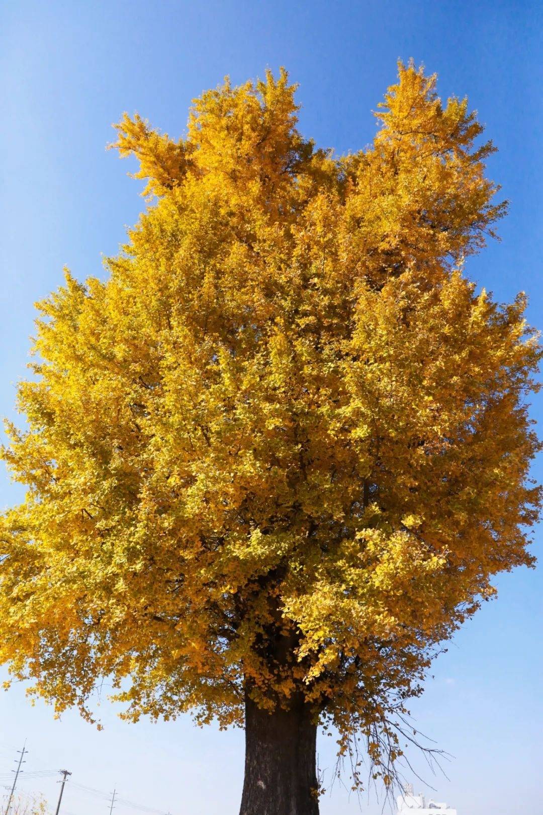 秋天常见的树图片