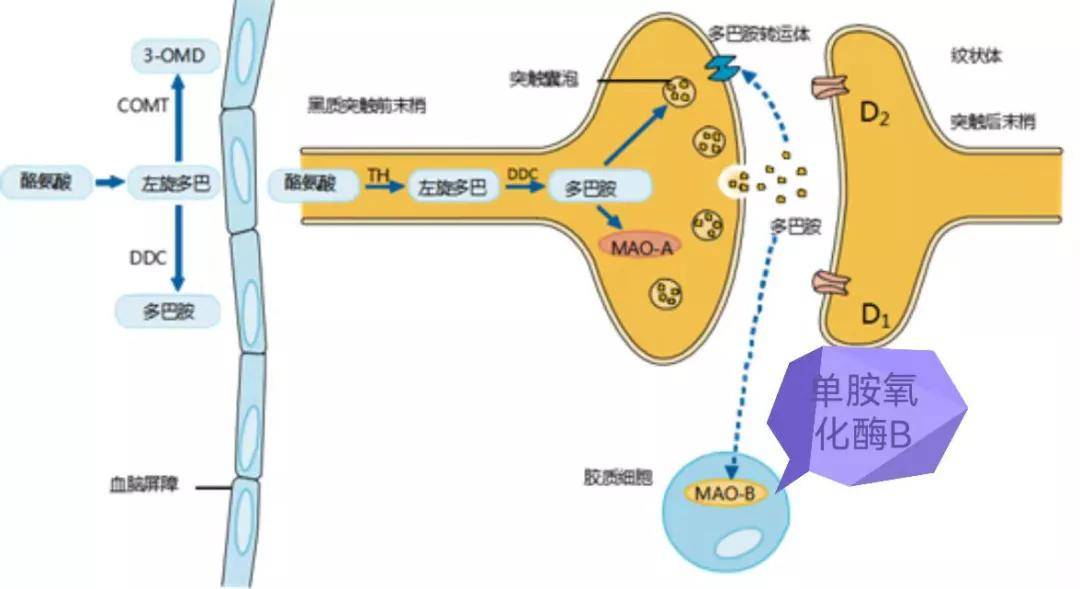 疾病|【小帕讲故事】吸烟的秘密