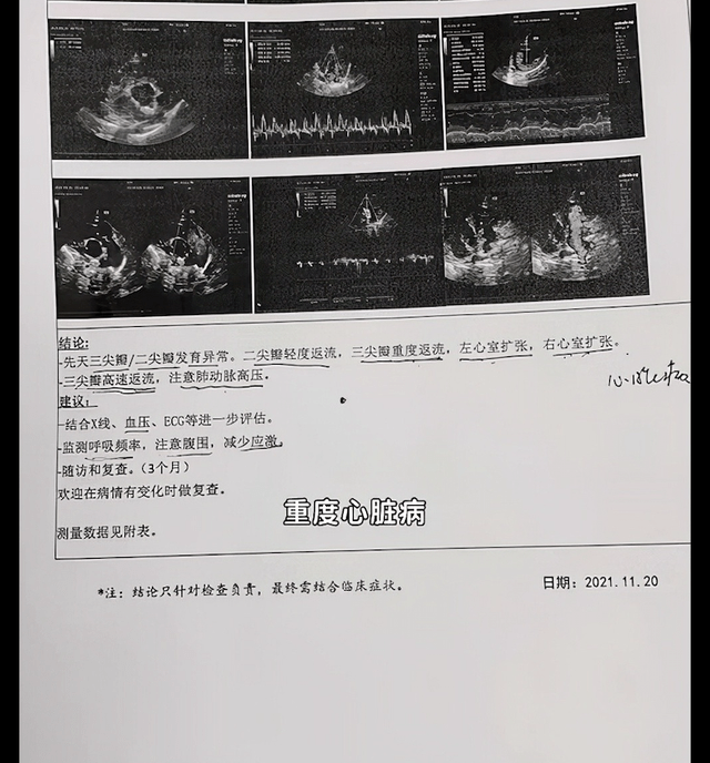 治疗小姐姐捡了只柯基，找到前主人才知被遗弃原因，众人众筹终救活它