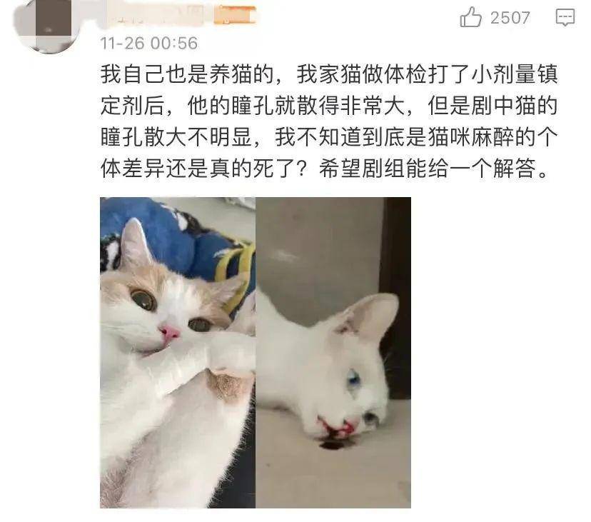 《当家主母》虐猫罗生门:动物是有生命的演员!