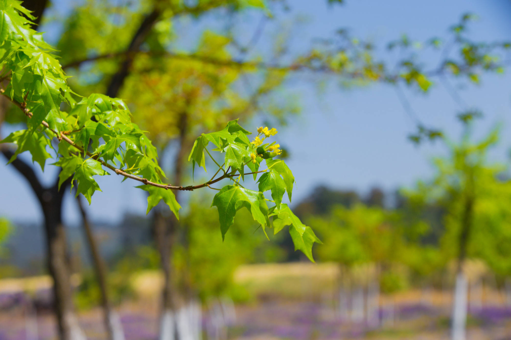 九尾猫：元宝枫叶子有什么功效_手机搜狐网