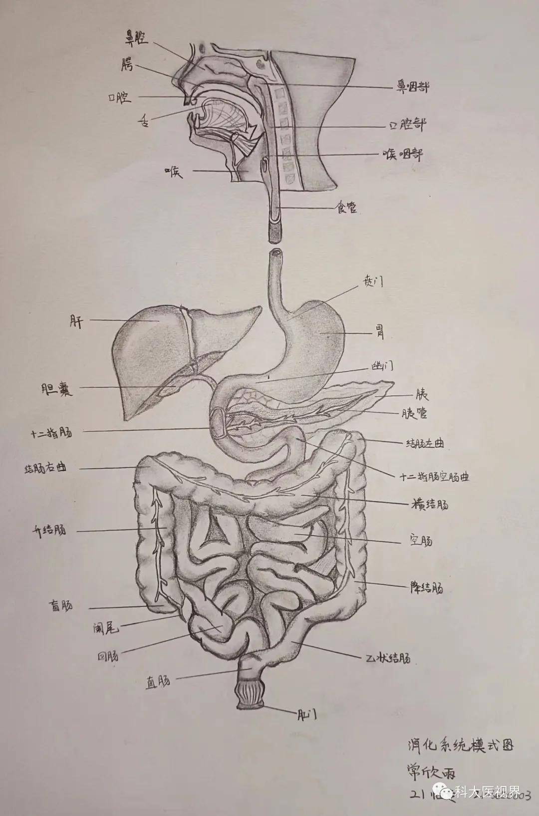 人体器官简易绘画图片
