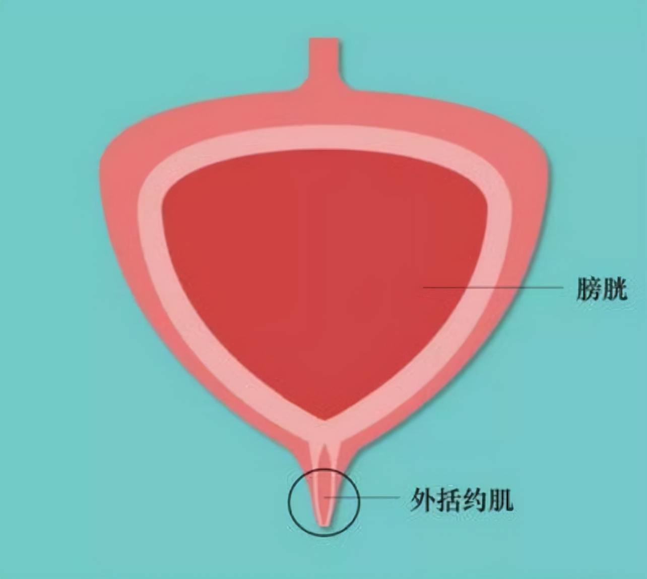 「二陰指的是什麼」陰虛的陰指的是什麼-百宏養生網