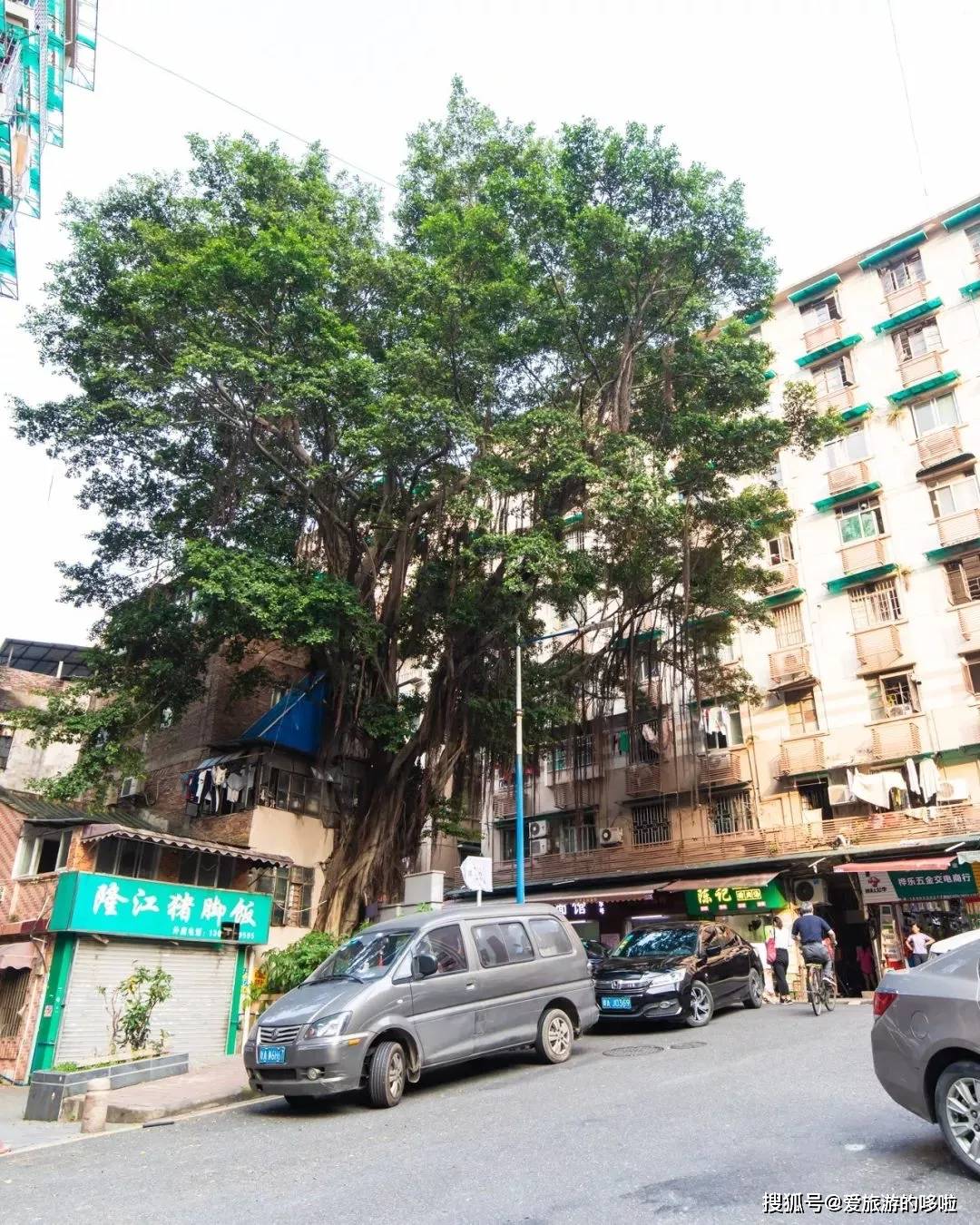 老广寻味法则：榕树头下必有美味！