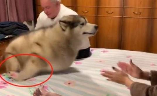 体重|爷爷奶奶来探望阿拉,知道没带礼物后,两只阿拉的反应笑哭主人