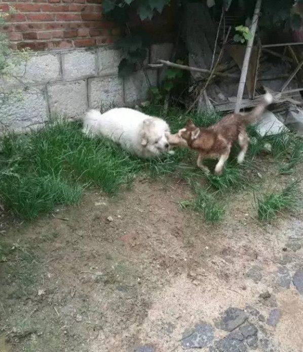 包二哈男子将二哈和萨摩耶锁家里,回来发现狗狗不见了,找到时哭笑不得