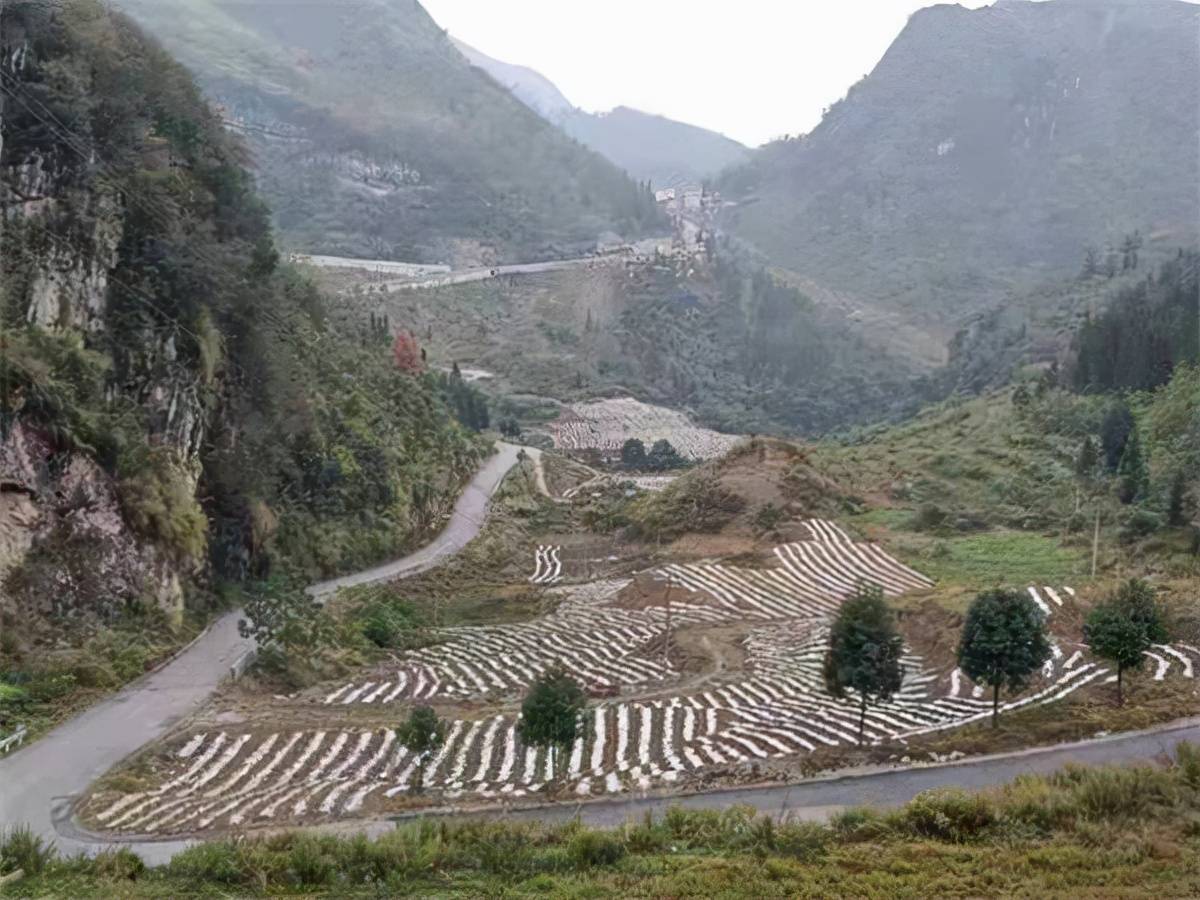 织金县熊家场镇多举措抢抓秋冬种 扎实推进"我为群众办实事"_产业