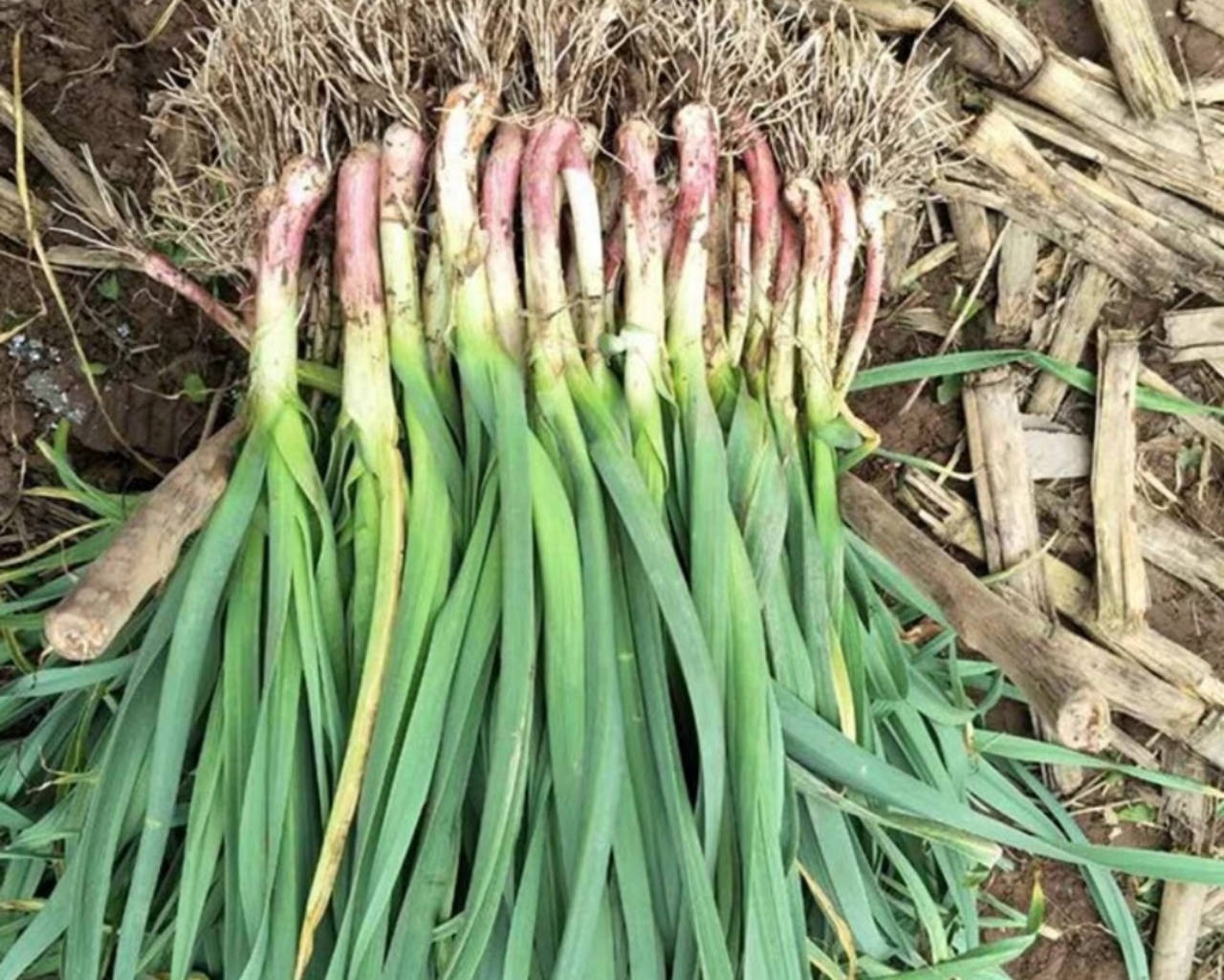 原来蒜苗,蒜苔,蒜黄都是"蒜头"的产物,这回涨知识了_食材_味道_成长