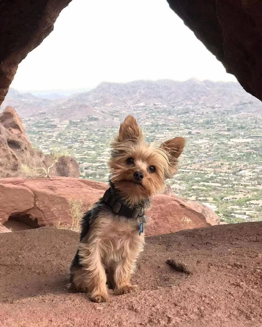 🐕 约克夏梗, Yorkie・文件用于STL 三维打印・Cults, image size:1080x1350