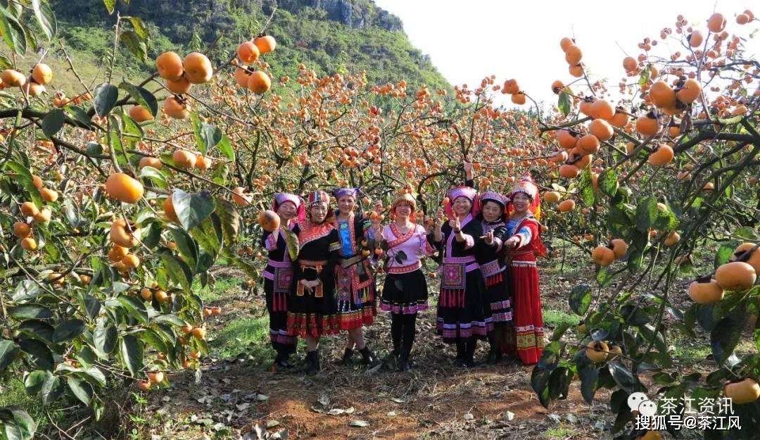 月柿火了,恭城火了,恭城民间"形象代言人""四不一有"宣传月柿有亮点