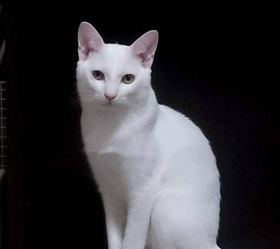 楚留香|猫界楚留香，猫留香：愚蠢的人类，藏哪里都是没有用的