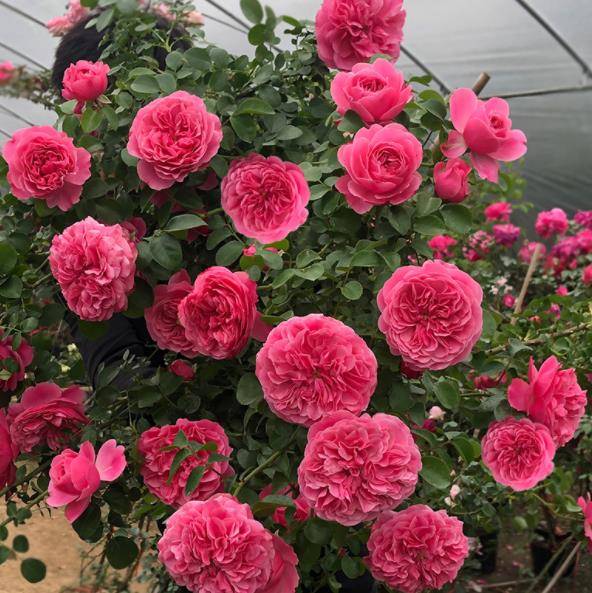 喜欢藤本月季推荐你养棵粉色达芬奇多季节有花赏开出花瀑布