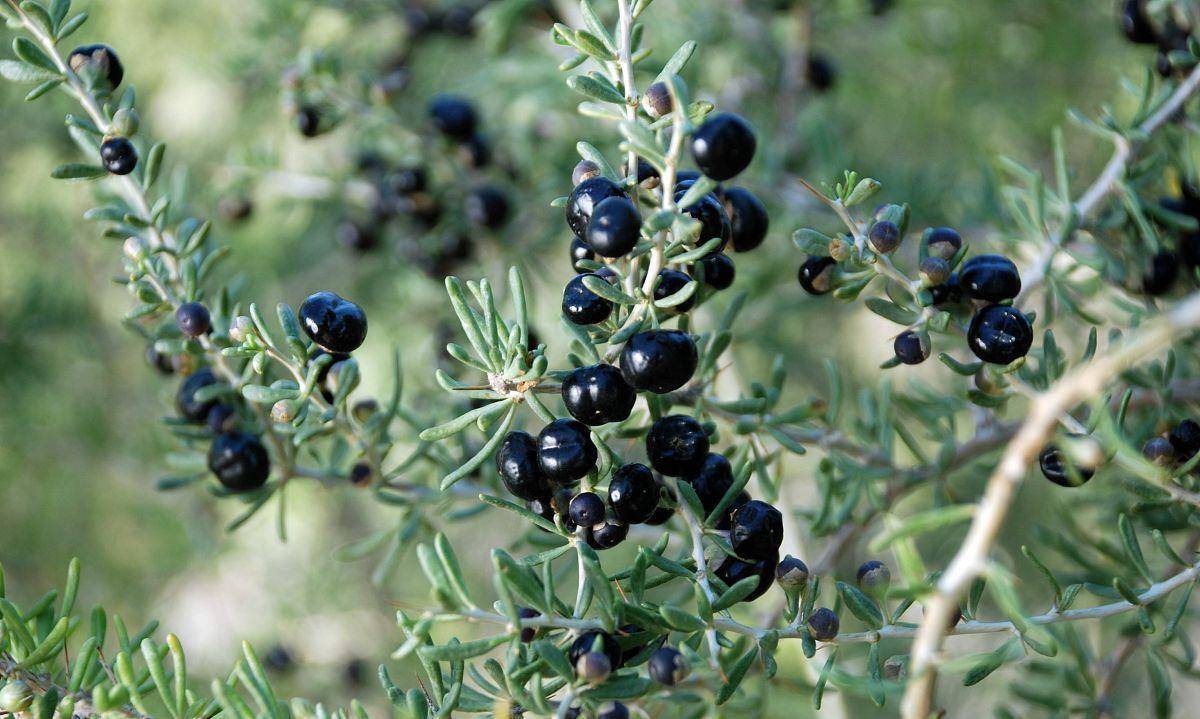 毒素|不想肝脏变“硬”？4物赶紧忌口，再喜欢也要忍住，肝也许报答你