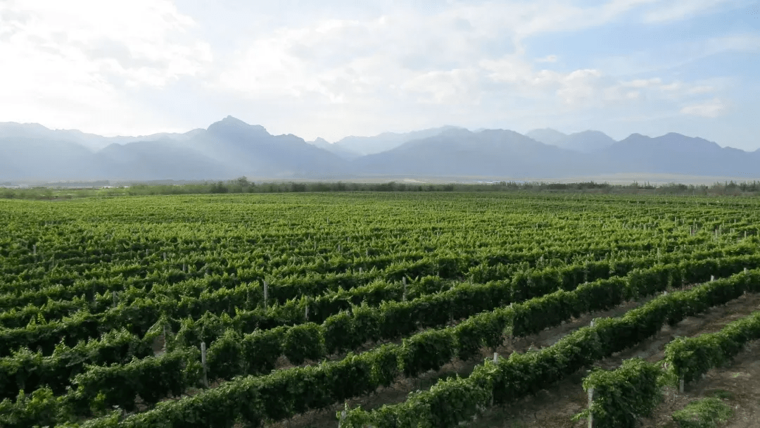 全球|2021全球顶级葡萄酒TOP100,龙谕成中国唯一入选酒款