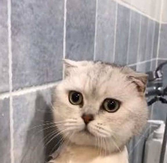 猫咪老婆生孩子，就将猫送到奶奶家寄养，两个月后来接猫时笑到扶墙走