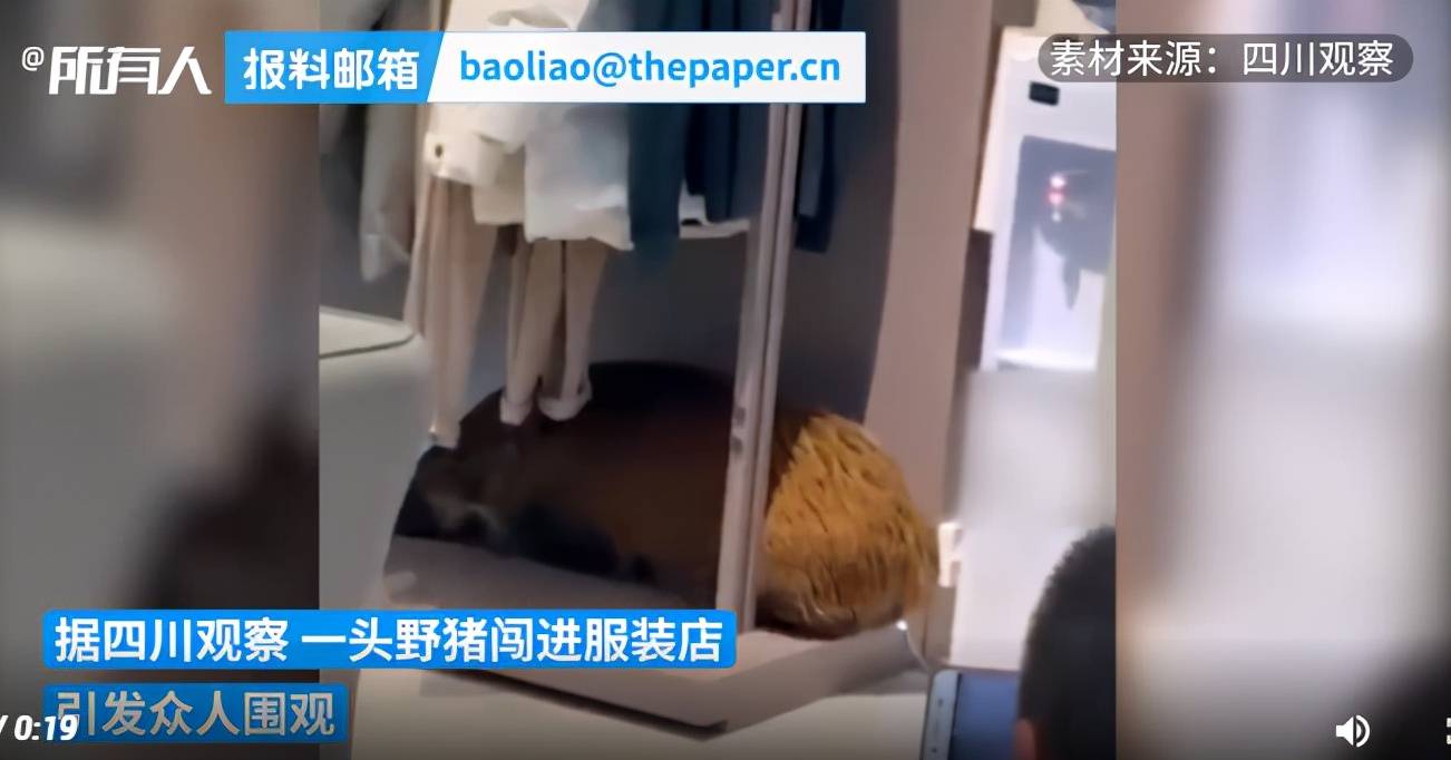 贵州一野猪闯进女装店倒头就睡，最终被四脚朝天抬走