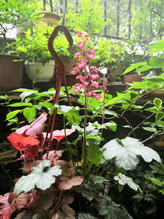 冻不死的5种省心花 花开又香又美 家里养一盆冬天也变小花园 斗菜 植物 花友