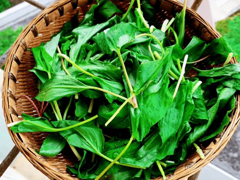 外国人叫它"熊葱",吃起来有蒜味,炒腊肉很香_鹿耳韭_韭菜_人们