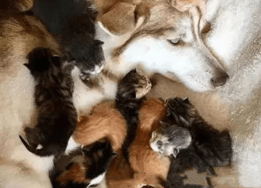关系橘猫一口气生了10只，二哈忙着带娃顾不上拆家了：这爹能靠谱吗？