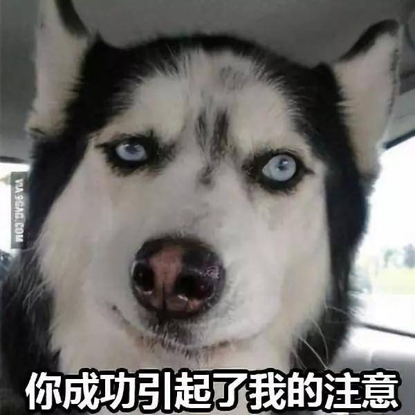 等级为什么不着调的“二哈”，可以有组织有纪律地拉雪橇？