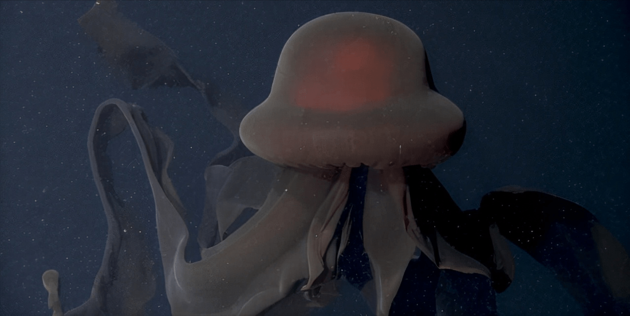 吸血水母冥王图片