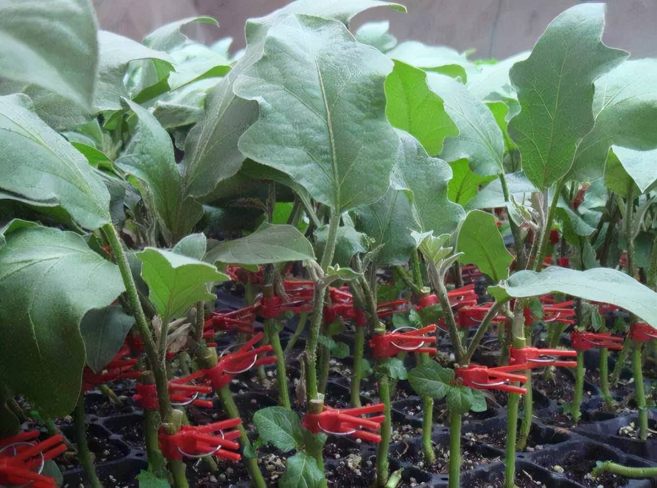 茄子对嫁接砧木有什么要求?一起来了解下_栽培_耐低温_能力