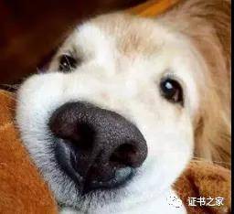 狗狗也有身份证了,神奇的鼻纹识别技术!