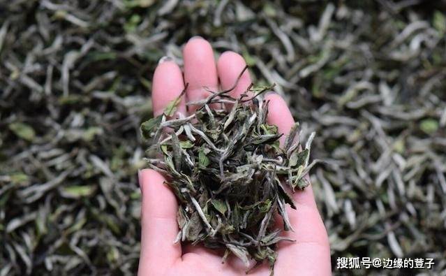 产地|福鼎白茶“甲天下”，白茶有种类和代表有哪些，懂茶的你不可错过