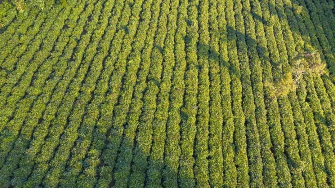 茶园|打卡2022世界最佳旅游目的地中国唯一上榜的避世仙境，开启茶山朝圣之旅