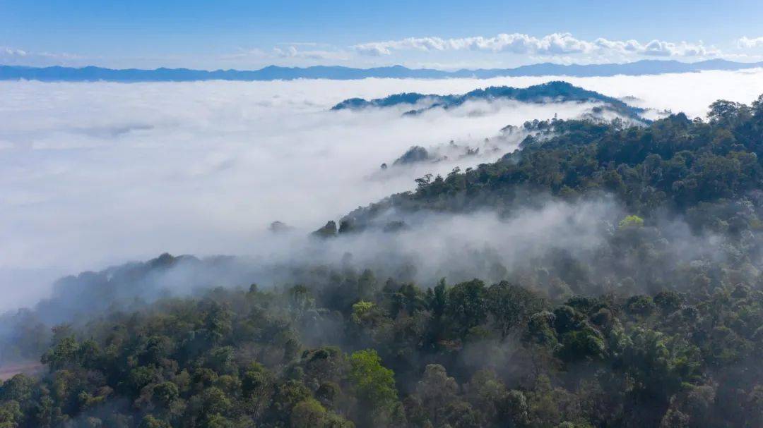 茶园|打卡2022世界最佳旅游目的地中国唯一上榜的避世仙境，开启茶山朝圣之旅