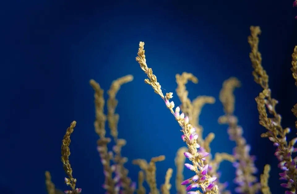 面对火星人打压,美大集成灶发力苏宁国美渠道也难自救-家电圈官网