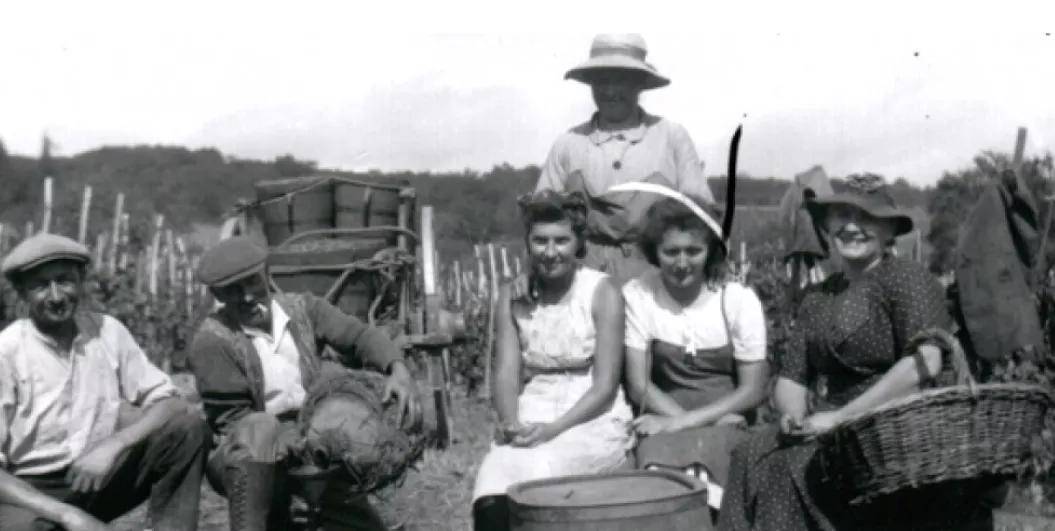 Joe|湃夏酒庄孔得里约盖依干白葡萄酒2017！