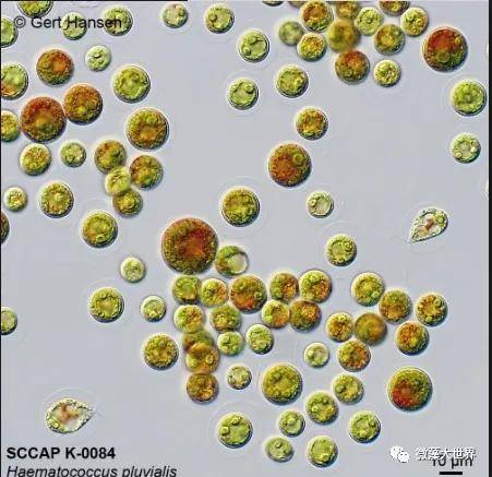 一文了解健康软黄金雨生红球藻的生长特点与喜好