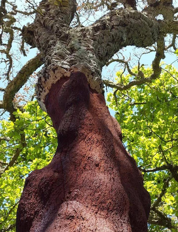 螺旋|葡萄酒常见误区：橡木塞比螺旋盖的要好？