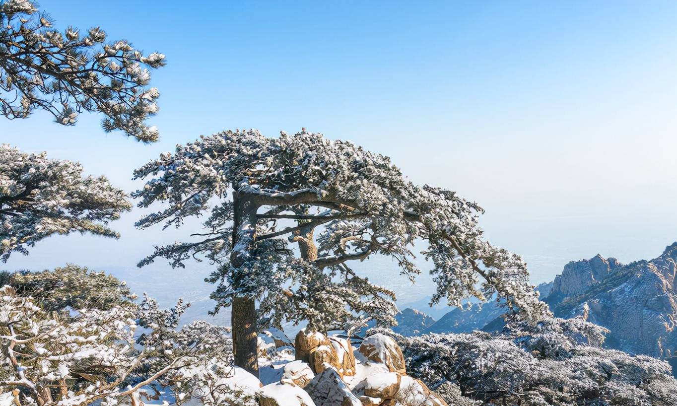 知劲节 负雪见贞心