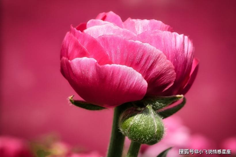 12月25日起雨後天晴愛情四星座掉頭紅鳳凰波動青鳥指路