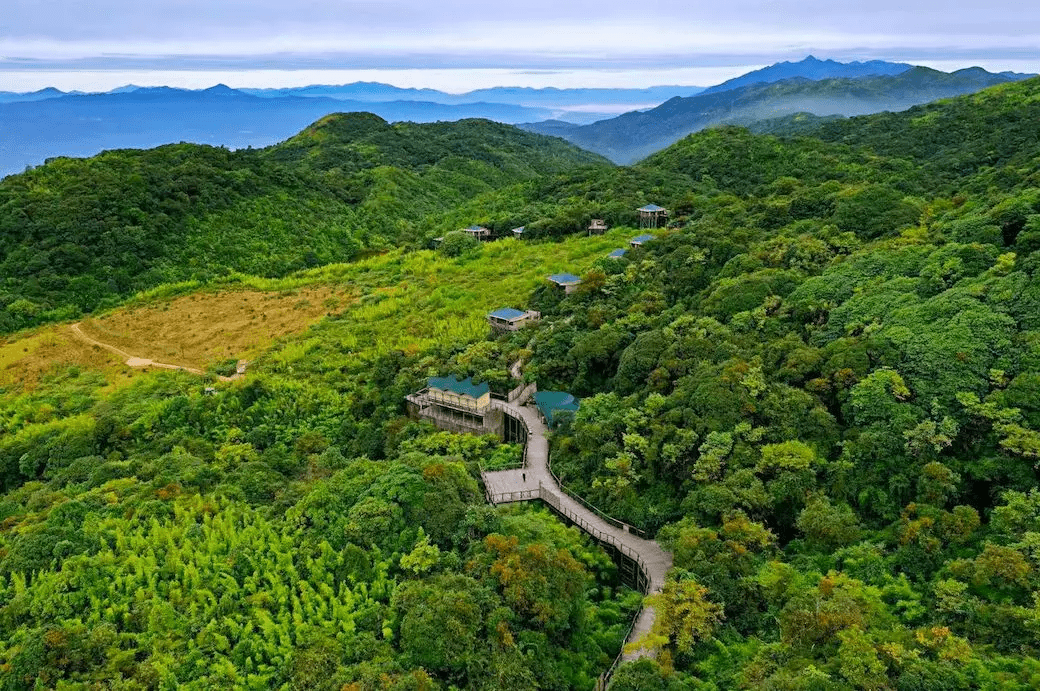 康藤|来腾冲，住进树冠上的野奢帐篷