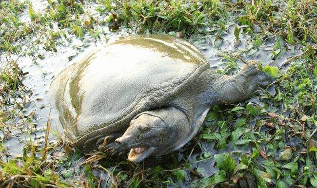 印度恒河鳖巨大无比,数量也多,如果他们销往国外有人敢吃吗?